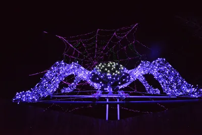 DSC_7031 (Large).JPG